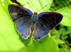 Hypolycaena erylus