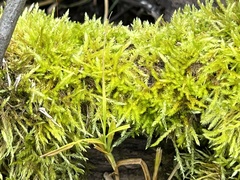 Climacium dendroides