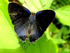 Hypolycaena erylus