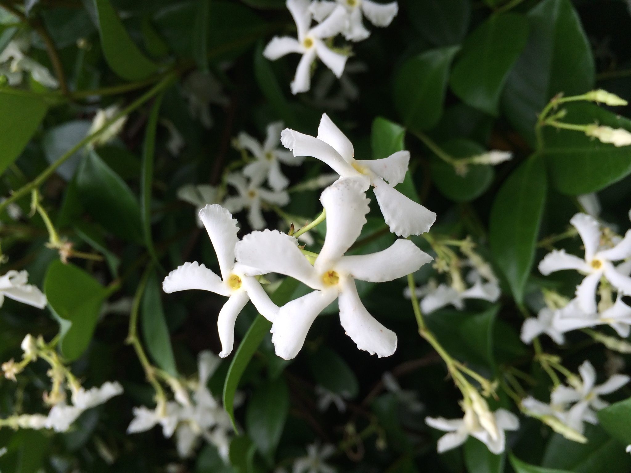 Trachelospermum