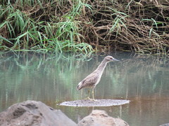 Nycticorax nycticorax