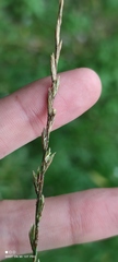 Lolium perenne