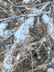 Rhopalomyia floccosa