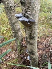 Phellinus cinereus