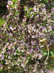 Erica mauritanica
