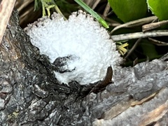 Schizophyllum commune