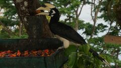 Anthracoceros albirostris