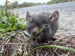 Rattus rattus