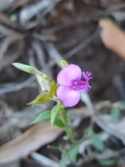 Polygala