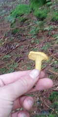 Cantharellus cibarius