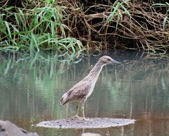 Nycticorax nycticorax