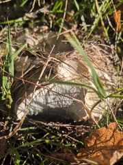 Cyanoboletus pulverulentus
