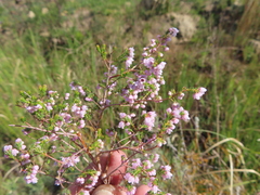 Erica mauritanica
