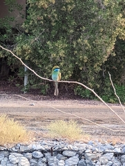 Merops cyanophrys