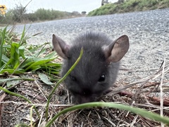 Rattus rattus