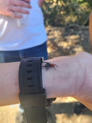 Phidippus adumbratus