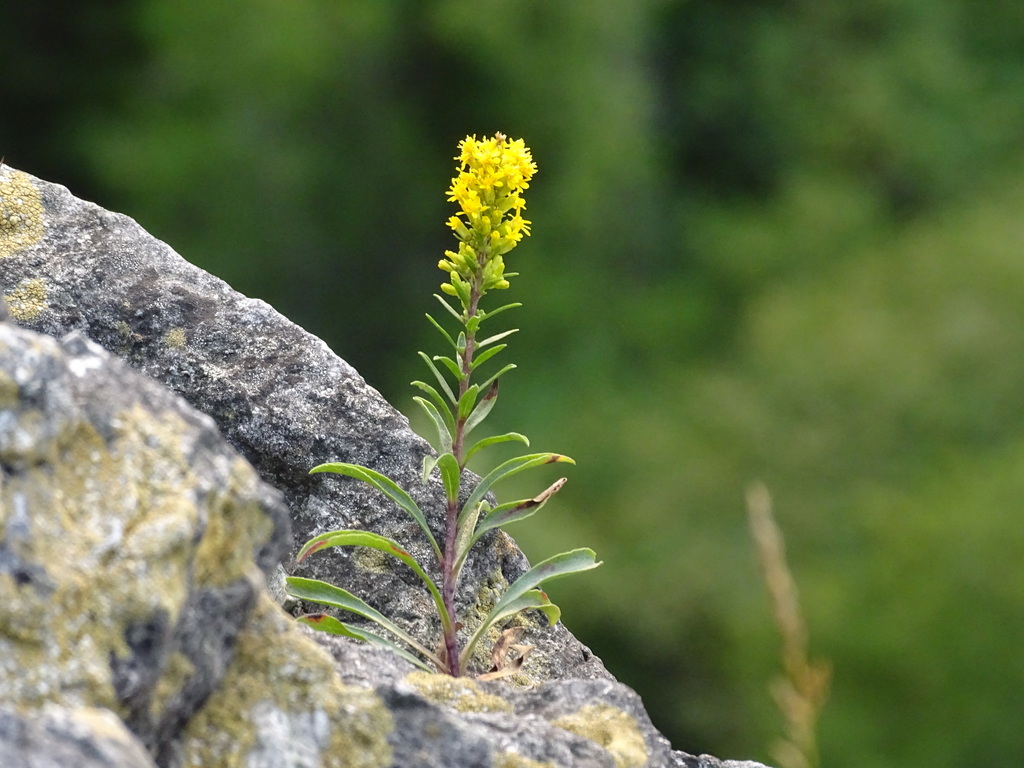 Solidago ontarioensis; photograph Reuven Martin, CC0, iNaturalist via GBIF