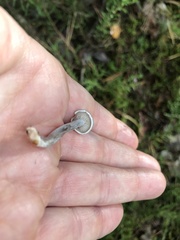 Cantharellula umbonata