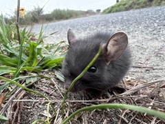 Rattus rattus