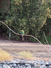Merops cyanophrys