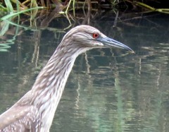 Nycticorax nycticorax