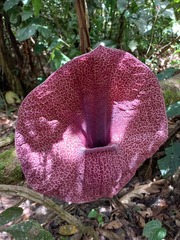 Aristolochia cordiflora