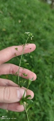 Capsella bursa-pastoris