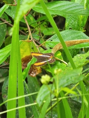 Adelpha