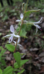 Carlowrightia mcvaughii