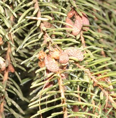 Picea omorika
