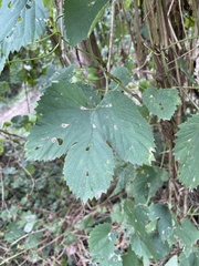 Humulus lupulus