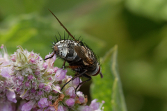Linnaemya