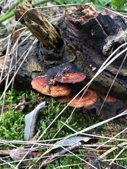 Daedaleopsis confragosa