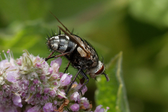 Linnaemya