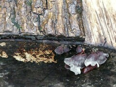 Auricularia polytricha