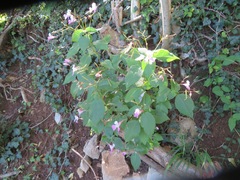 Impatiens balfourii