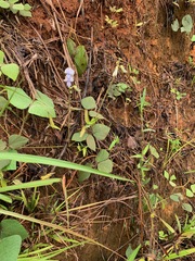 Neustanthus phaseoloides