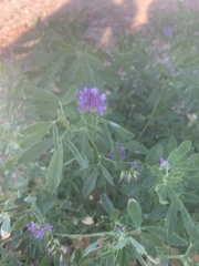 Medicago sativa