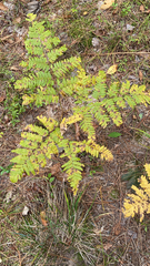Pteridium aquilinum latiusculum