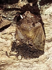 Sinopla perpunctatus