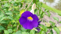 Thunbergia