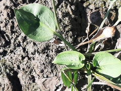 Alisma plantago-aquatica