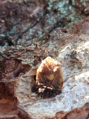 Sinopla perpunctatus