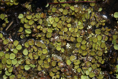 Salvinia minima