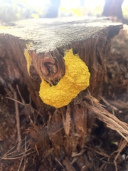 Fuligo septica