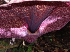 Aristolochia cordiflora