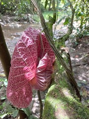 Aristolochia cordiflora