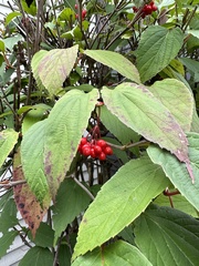 Viburnum setigerum