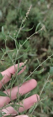 Atriplex patula