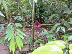 Aristolochia cordiflora